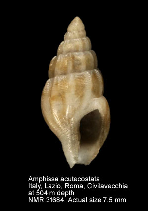 Amphissa acutecostata (3).jpg - Amphissa acutecostata(Philippi,1844)